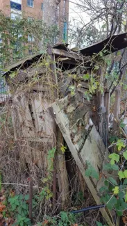 a picture of the overgrown ruins of an old wooden shed