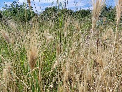 a photograph of a non-cultivated allotment plot, full with grasses and other weeds