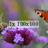 bee and butterfly on flowers