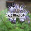 Photo of some phacelia