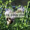 Photo of some phacelia