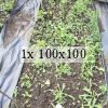 Photo of weeds emerging from uncovered soil